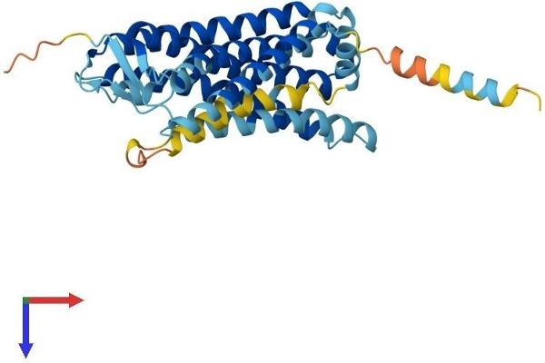 OR6B3 Protein (AA 1-331) (His tag)