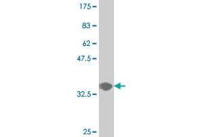 Western Blot detection against Immunogen (35. (CDX4 Antikörper  (AA 202-284))