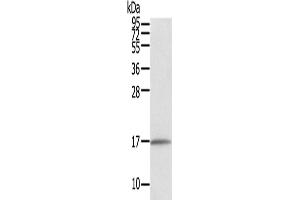 Western Blotting (WB) image for anti-Family with Sequence Similarity 176, Member A (FAM176A) antibody (ABIN2434019) (TMEM166 Antikörper)