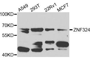 Western blot analysis of extracts of various cells, using ZNF324 antibody. (ZNF324 Antikörper)
