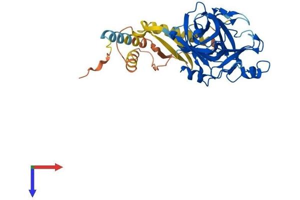 TMPRSS11A Protein (AA 1-389) (His tag)