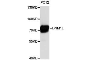 Western blot analysis of extracts of PC-12 cells, using DNM1L antibody (ABIN4903514). (Dynamin 1-Like Antikörper)