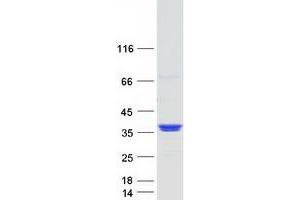 Validation with Western Blot (GOLPH3L Protein (Myc-DYKDDDDK Tag))