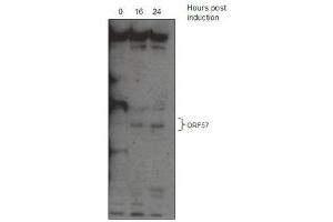 KSHV ORF 57 Antibody (ABIN1540010 and ABIN2837834) western blot analysis. (KSHV ORF57 (AA 33-60) Antikörper)