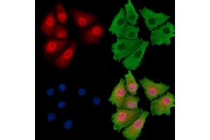 ABIN7095832 and ABIN7099894 staining HepG2 cells by IF/ICC.