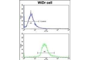 Flow cytometric analysis of widr cells using GLO1 Antibody (N-term)(bottom histogram) compared to a negative control cell (top histogram)FITC-conjugated goat-anti-rabbit secondary antibodies were used for the analysis. (GLO1 Antikörper  (N-Term))