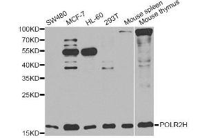 Western blot analysis of extracts of various cell lines, using POLR2H antibody. (POLR2H Antikörper  (AA 1-150))