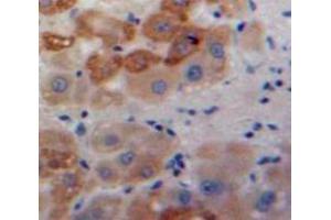IHC-P analysis of Liver tissue, with DAB staining. (AGR2 Antikörper  (AA 21-175))