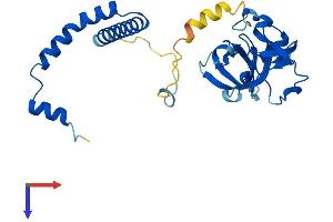 NSA2 Protein (AA 1-260) (His tag)
