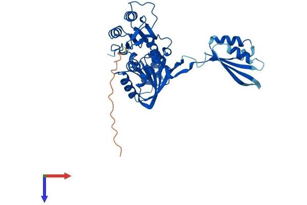 NIF3L1 Protein (AA 1-376) (His tag)