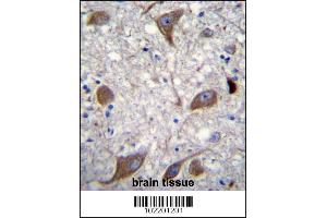 NRG3 Antibody immunohistochemistry analysis in formalin fixed and paraffin embedded human brain tissue followed by peroxidase conjugation of the secondary antibody and DAB staining. (Neuregulin 3 Antikörper  (C-Term))