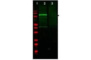 Western blot using  Affinity Purified anti-GGA3 antibody shows detection of a band at ~110 kDa corresponding to GFP-GGA3 fusion protein present in a lysate of HEK293 cells over- expressing the recombinant protein (lane 2, arrowhead). (GGA3 Antikörper  (AA 400-415))