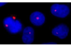 Immunofluorescence (IF) image for anti-Pericentrin (PCNT) (AA 175-225) antibody (ABIN7448392) (PCNT Antikörper  (AA 175-225))