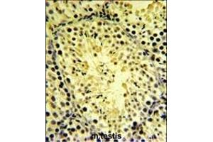 DGKK Antibody (C-term) (ABIN651315 and ABIN2840184) IHC analysis in formalin fixed and paraffin embedded mouse testis tissue followed by peroxidase conjugation of the secondary antibody and DAB staining. (DGKK Antikörper  (C-Term))