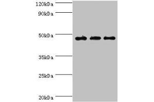Western blot All lanes: PDK2 antibody at 6 μg/mL Lane 1: Mouse heart tissue Lane 2: Hela whole cell lysate Lane 2: Mouse skeletal muscle tissue Secondary Goat polyclonal to rabbit IgG at 1/10000 dilution Predicted band size: 47, 39 kDa Observed band size: 47 kDa (PDK2 Antikörper  (AA 128-407))