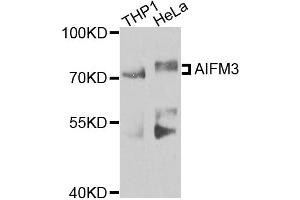 Western blot analysis of extracts of various cell lines, using AIFM3 antibody. (AIFM3 Antikörper)