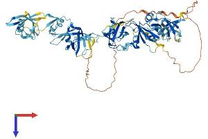 C1orf38 Protein (AA 1-643) (His tag)
