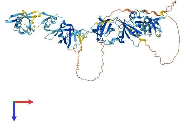 C1orf38 Protein (AA 1-643) (His tag)