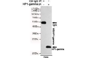 Immunoprecipitation analysis of Hela cell lysates using HP1-gamma mouse mAb. (CBX3 Antikörper)
