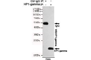 Immunoprecipitation analysis of Hela cell lysates using HP1-gamma mouse mAb. (CBX3 Antikörper)