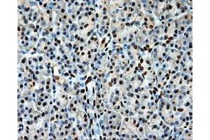 Immunohistochemical staining of paraffin-embedded Kidney tissue using anti-LOXmouse monoclonal antibody. (LOX Antikörper  (AA 22-168))