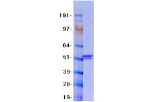 Validation with Western Blot (MLYCD Protein (Myc-DYKDDDDK Tag))