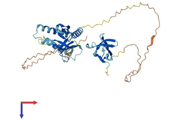 SKAP1 Protein (AA 1-359) (His tag)