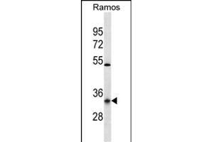 OR10G9 Antibody (C-term) (ABIN656933 and ABIN2846123) western blot analysis in Ramos cell line lysates (35 μg/lane). (OR10G9 Antikörper  (AA 211-239))