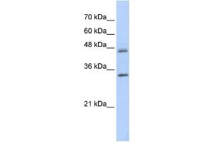 Western Blotting (WB) image for anti-Proline Arginine Rich End Leucine Rich Repeat Protein (PRELP) antibody (ABIN2459967) (PRELP Antikörper)