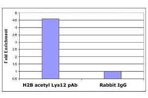 Histone H2B acetyl Lys12 pAb tested by ChIP analysis. (Histone H2B Antikörper  (acLys12))