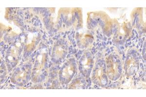 Detection of CYPA in Mouse Small intestine Tissue using Polyclonal Antibody to Cyclophilin A (CYPA) (PPIA Antikörper  (AA 2-164))