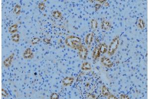 ABIN6279020 at 1/100 staining Mouse kidney tissue by IHC-P. (MRPL30 Antikörper  (Internal Region))