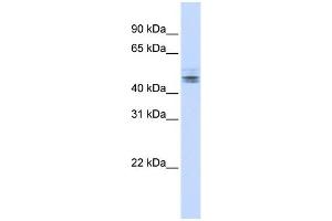 WB Suggested Anti-RDBP Antibody Titration:  0. (RDBP Antikörper  (N-Term))