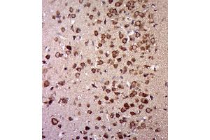 Paraformaldehyde-fixed, paraffin embedded rat brain, Antigen retrieval by boiling in sodium citrate buffer (pH6. (UBA1 Antikörper  (AA 961-1058))