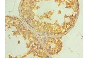 Immunohistochemistry of paraffin-embedded human testis tissue using ABIN7149648 at dilution of 1:100 (ALDH4A1 Antikörper  (AA 354-563))