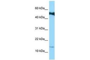 Image no. 1 for anti-Small Proline Rich Protein 1B (SPRR1B) (C-Term) antibody (ABIN6748126) (SPRR1B Antikörper  (C-Term))