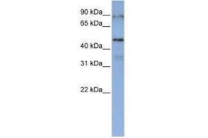 WB Suggested Anti-DAZAP1 Antibody Titration:  0.
