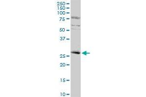 KLF16 antibody  (AA 1-252)