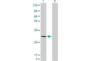 Western Blot analysis of CAPNS1 expression in transfected 293T cell line by CAPNS1 monoclonal antibody (M01), clone 3C4.