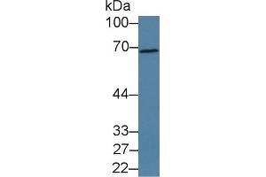 Detection of PDE1A in Porcine Kidney lysate using Polyclonal Antibody to Phosphodiesterase 1A, Calmodulin Dependent (PDE1A) (PDE1A Antikörper  (AA 2-318))