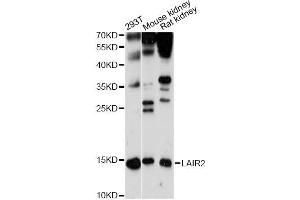 Western blot analysis of extracts of various cell lines, using LAIR2 antibody. (LAIR2 Antikörper)