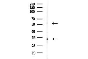 anti-Neuronal Differentiation 1 (NEUROD1) (N-Term) antibody