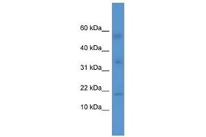 IL1F10 antibody (70R-10020) used at 0. (IL1F10 Antikörper  (Middle Region))