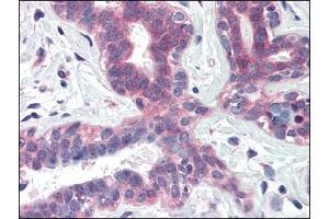 Image no. 1 for anti-X-Box Binding Protein 1 (XBP1) (Internal Region) antibody (ABIN374982) (XBP1 Antikörper  (Internal Region))