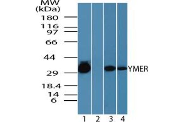 CCDC50 antibody  (AA 450-500)
