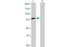 Western Blot analysis of FOXP4 expression in transfected 293T cell line by FOXP4 monoclonal antibody (M01), clone 3B12. (FOXP4 Antikörper  (AA 586-679))