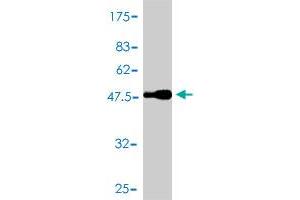 Western Blot detection against Immunogen (51. (BCL2L1 Antikörper  (AA 1-233))