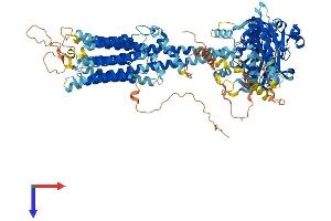 ADCY1 Protein (AA 1-1119) (His tag)