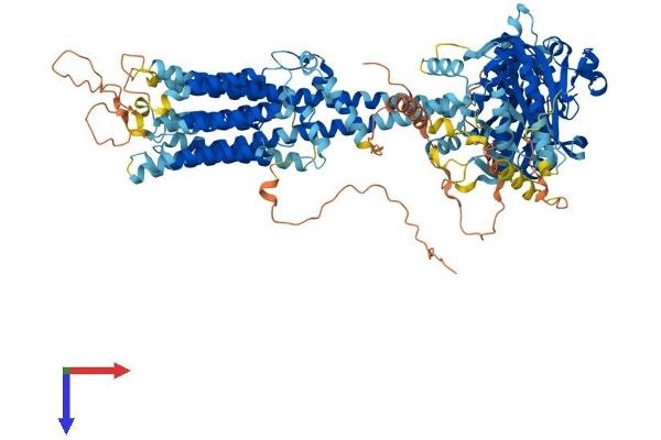 ADCY1 Protein (AA 1-1119) (His tag)