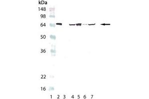 Western blot analysis of HSP70/HSP72, mAb (C92F3A-5) : Lane 1: MW marker, Lane 2: HSP70/HSP72 (human), (recombinant) , Lane 3: HSC70/HSP73 (bovine), (recombinant)  (Negative Control), Lane 4: PC-12 (heat shocked) , Lane 5: HeLa (heat shocked) , Lane 6: 3T3 (heat shocked) , Lane 7: CHO-K1 (heat shocked). (HSP70 Antikörper)
